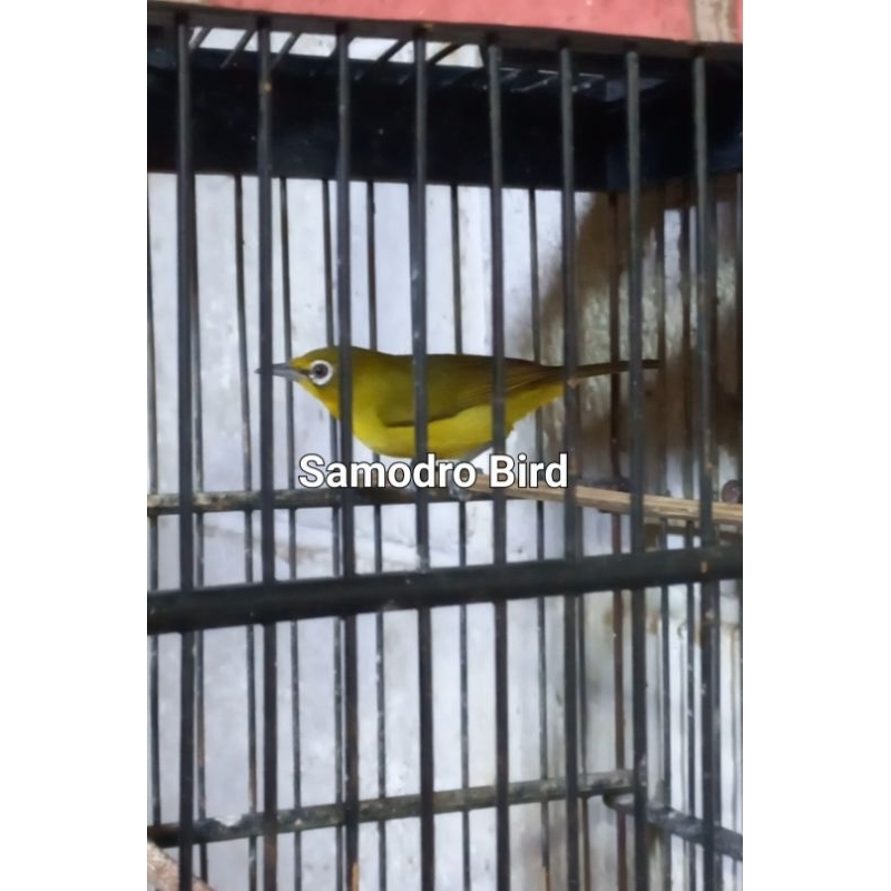 Burung pleci dakun  K A C I A L jantan riwikan