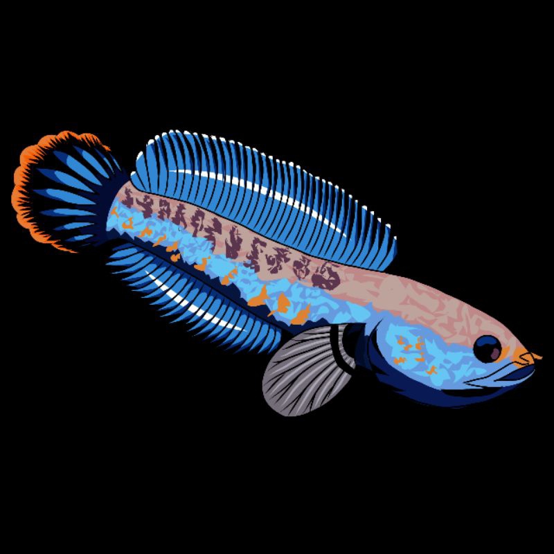 andrao pair proven 12-13 cm