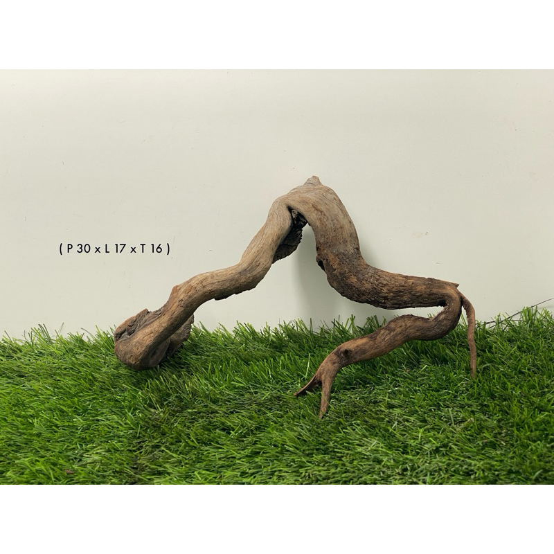 Kayu Santigi Laut Aquascape