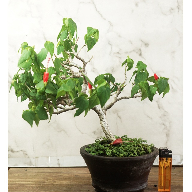 Bonsai mame kembang sepatu micro