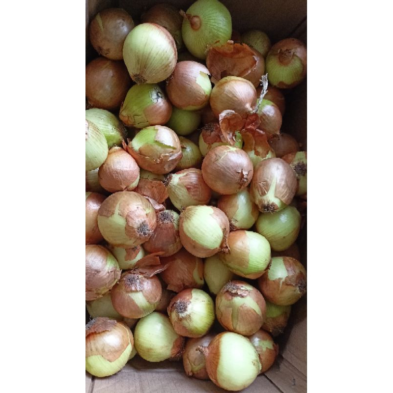 

bawang Bombay 1kg