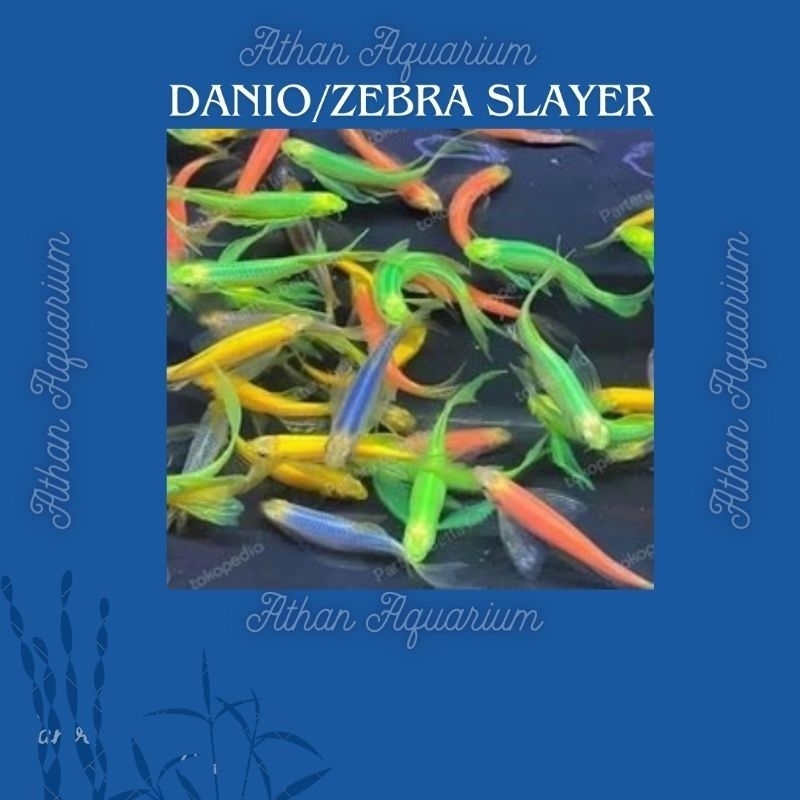 Danio/zebra Slayer ukuran 2-4cm (WARNA BIRU DAN HIJAU mix)