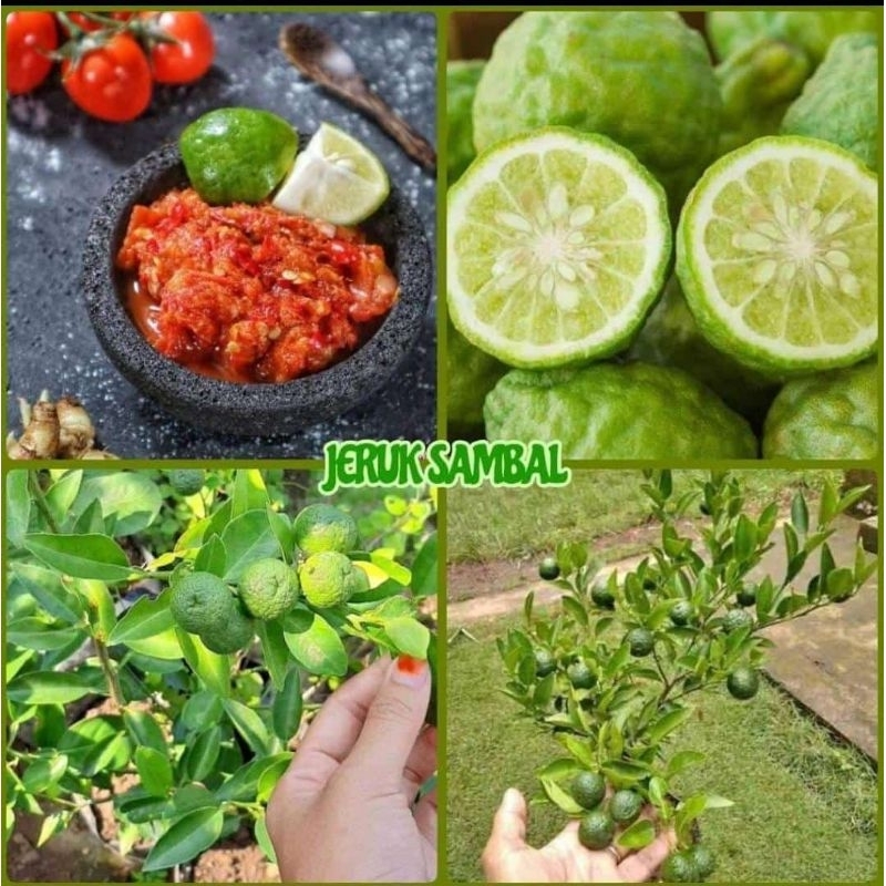 

JERUK LIMAU JERUK SAMBAL MURAH