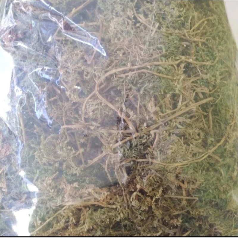 

Daun Cakar Ayam Kering 500gr Asli Herbal