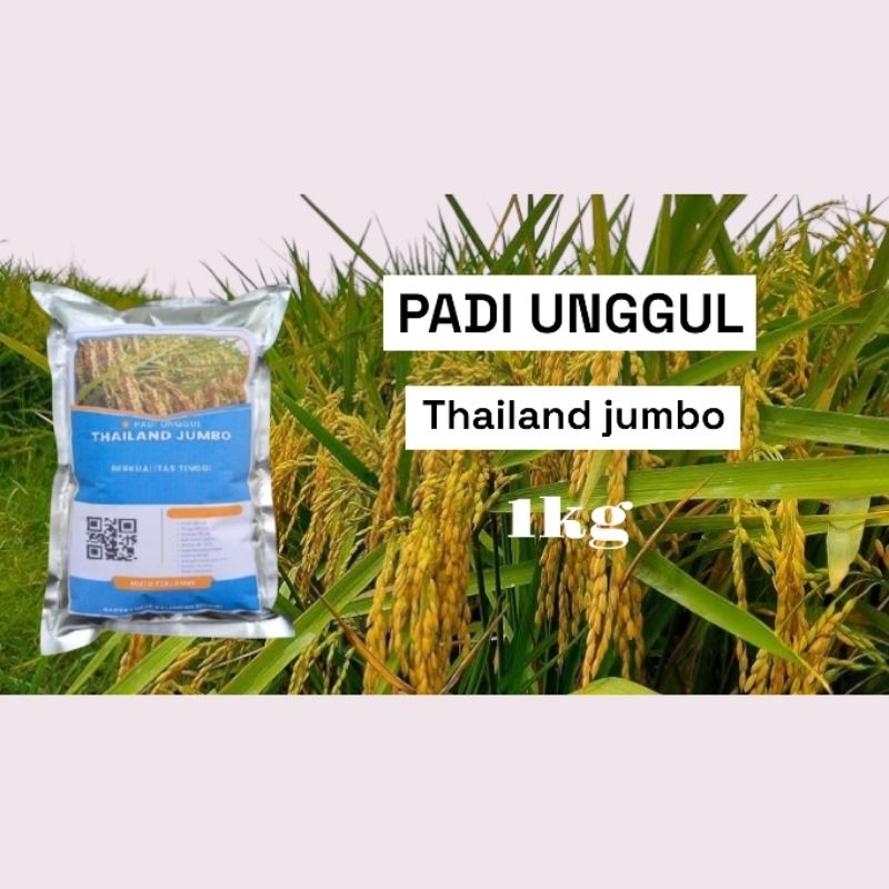 Benih bibit padi unggul THAILAND JUMBO kemasan premium 1kg