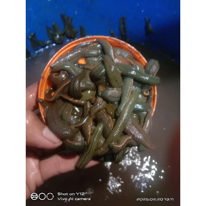 LINTAH TERAPI UKURAN BESAR