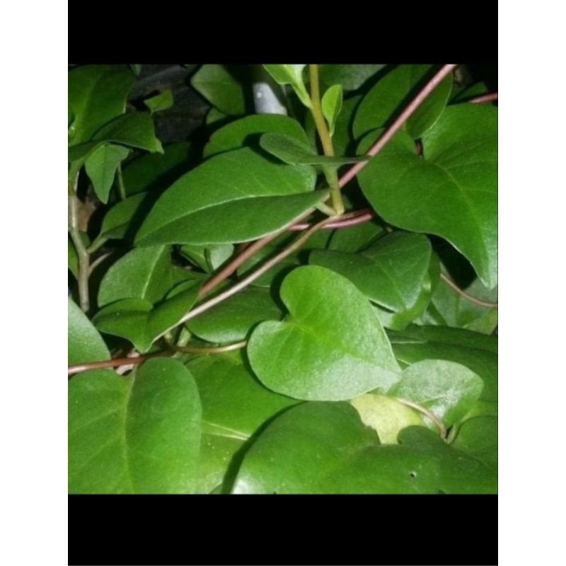 

DAUN BINAHONG/ANREDERA CORDIFOLIA OBAT HERBAL ALAMI HARGA PER HELAI