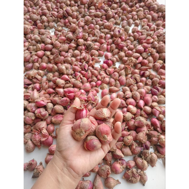 

Bawang Merah kualitas super.