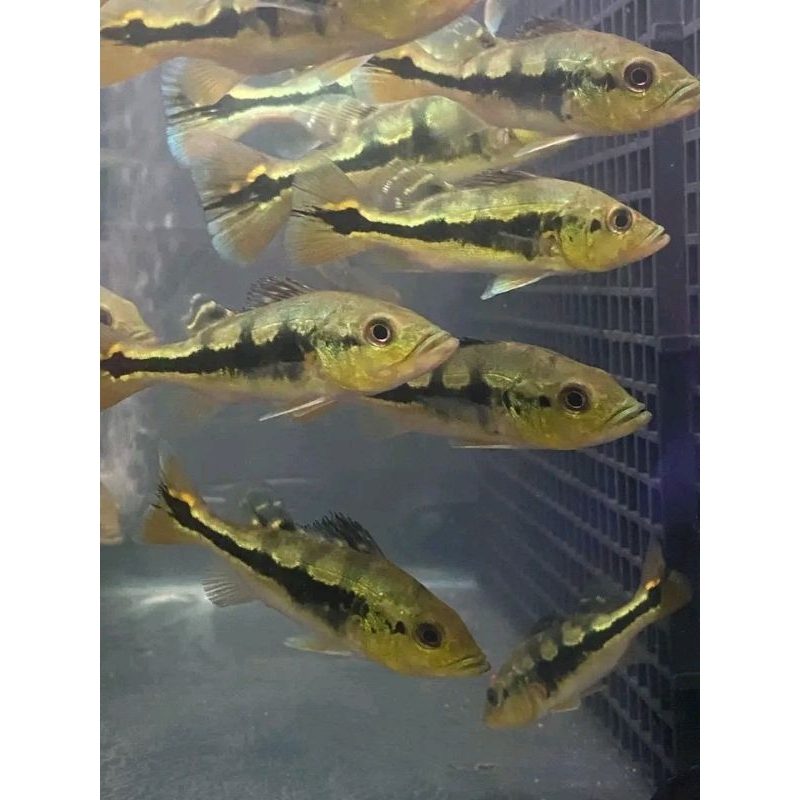 pbass mono paket 5 ekor Size 6-7cm realsize bergaransi COD pbass kelbery pbass orinoco