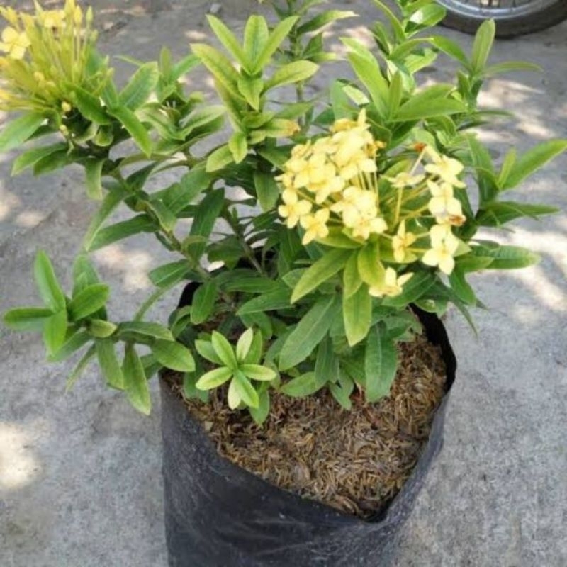 (BISA COD) Tanaman Asoka Bunga Kuning - Pohon Asoka Bunga Kuning-Asoka