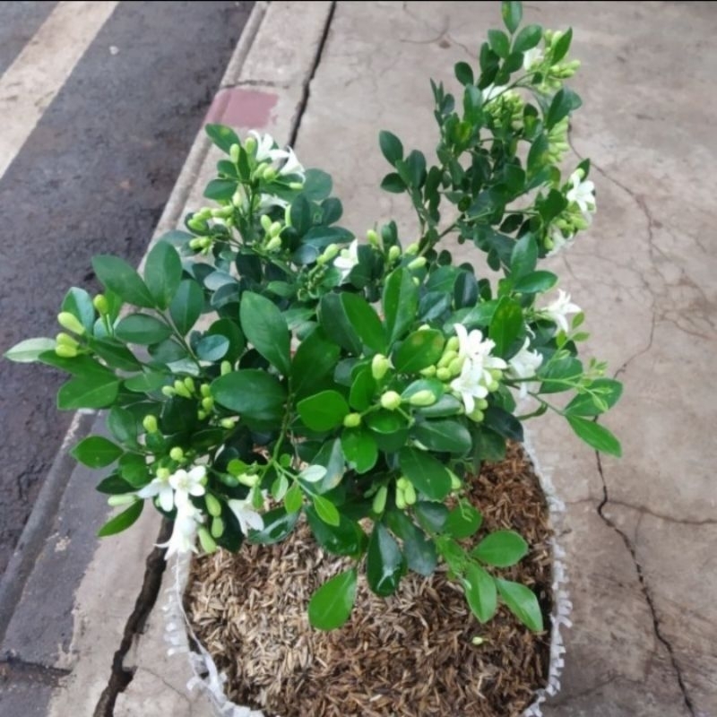 TANAMAN HIAS KEMUNING JAWA-POHON KEMUNING-KEMUNING JAWA