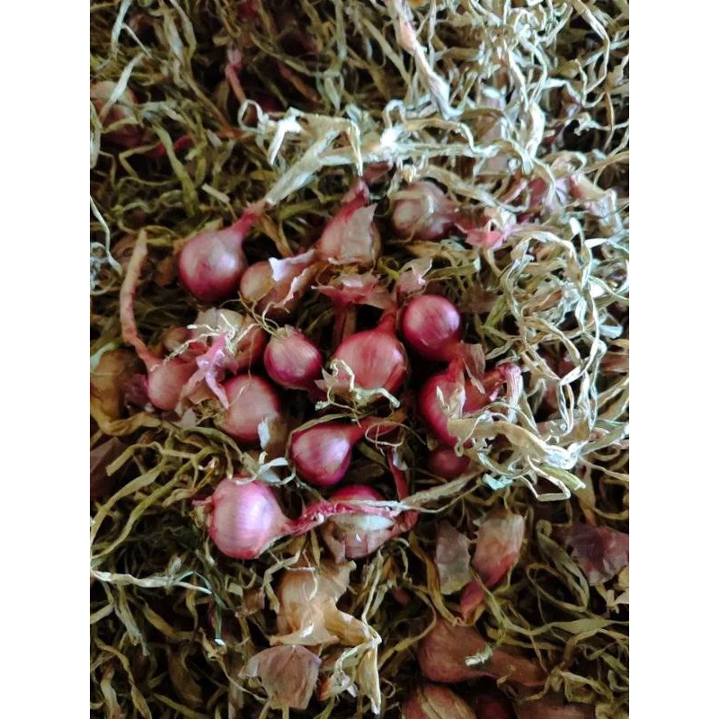 

1Kg Bibit Bawang Merah Siap Tanam