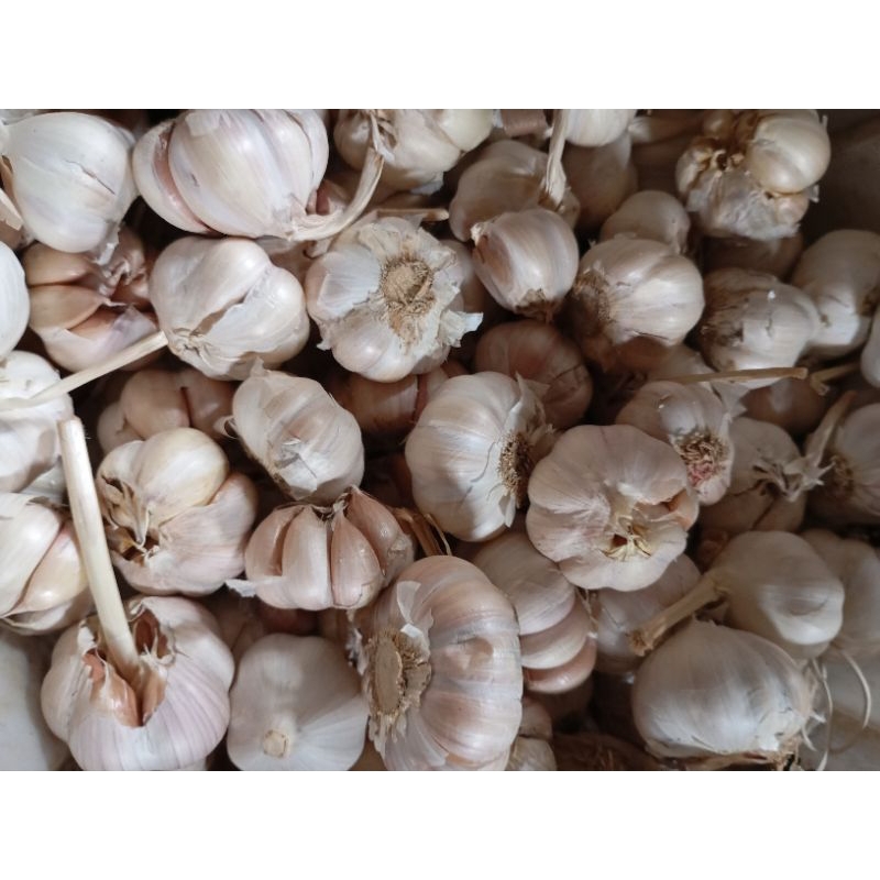

Bawang Putih