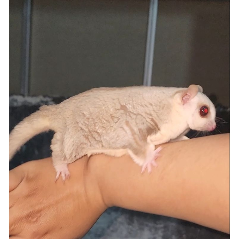 Sugar glider red betina