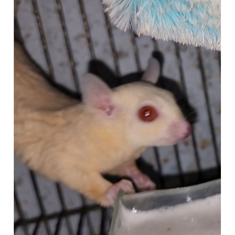 sugar glider ruby betina