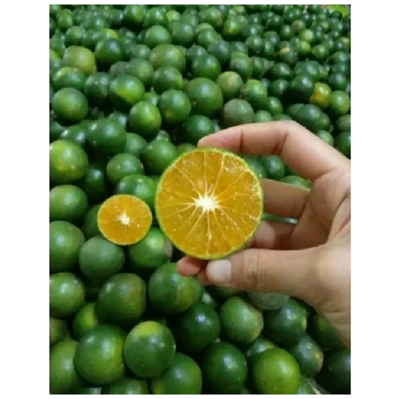 

Jeruk Siem/jeruk Es 1kg