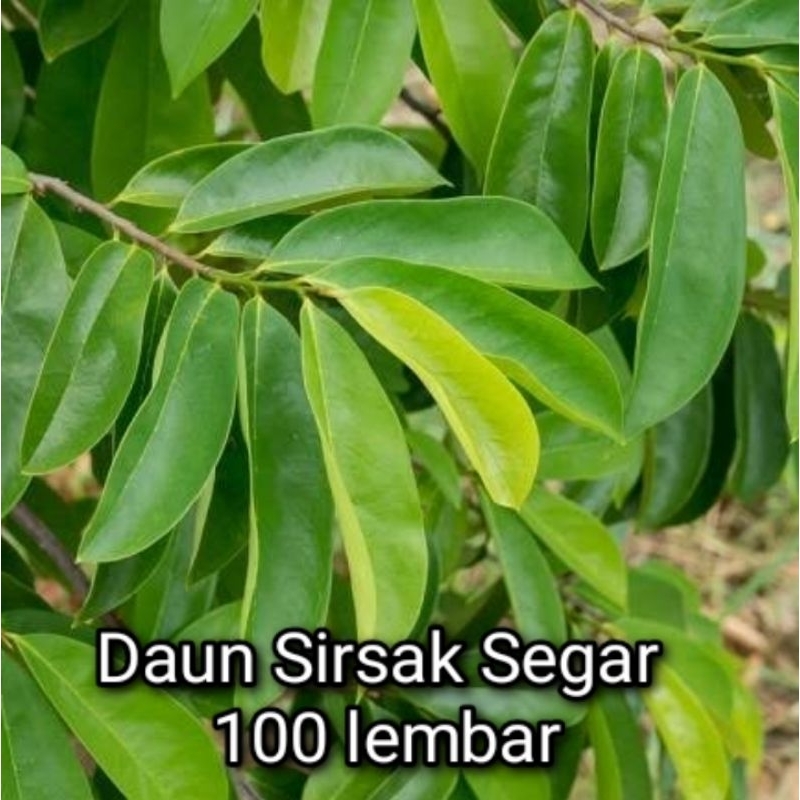 

Daun sirsak segar 100 lembar