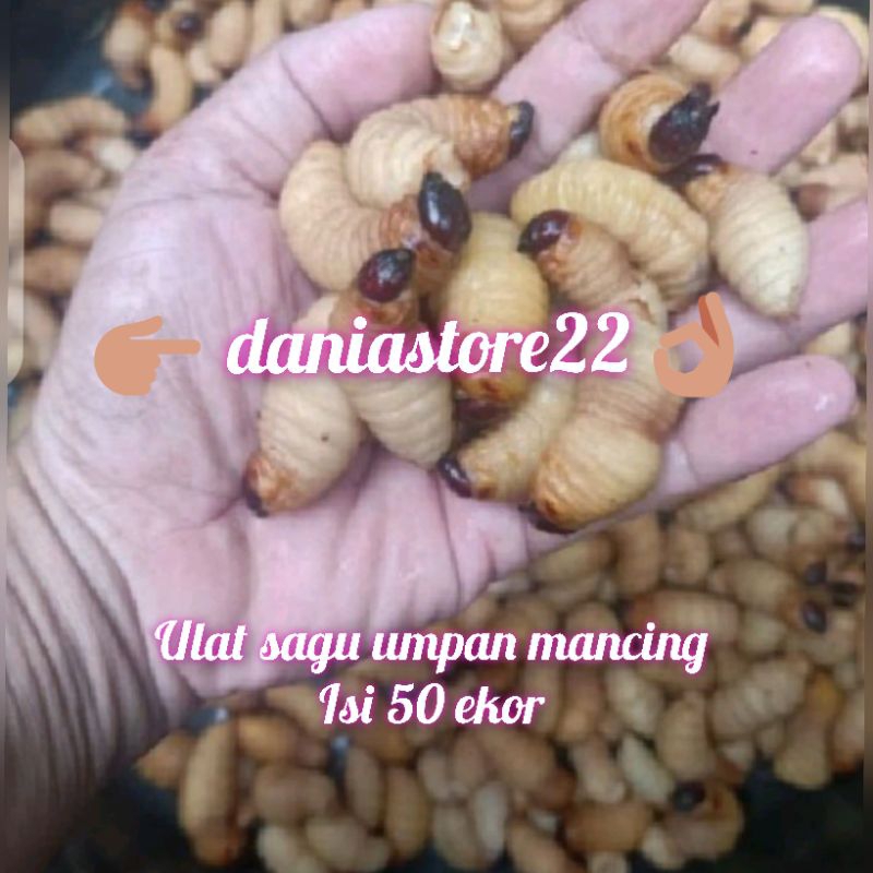 Ulat Sagu Isi 50 Ekor
