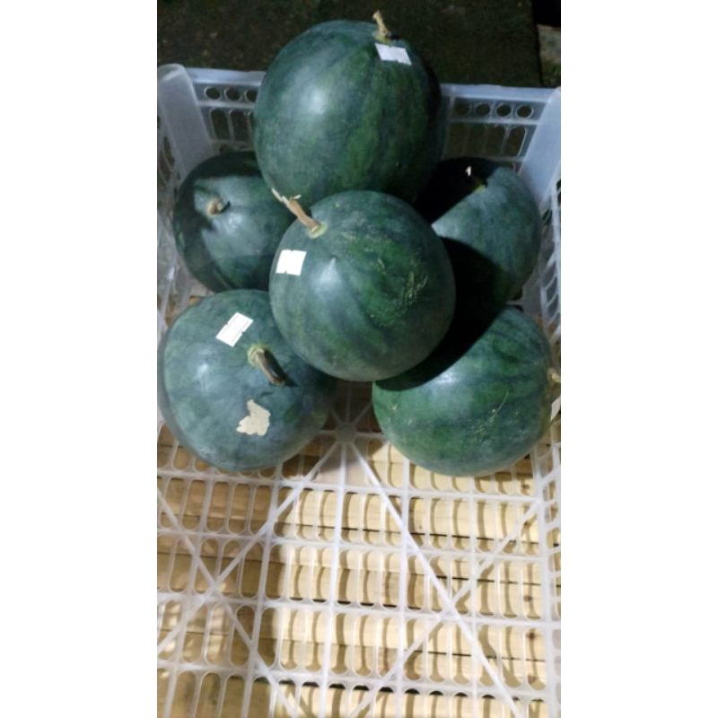 

semangka