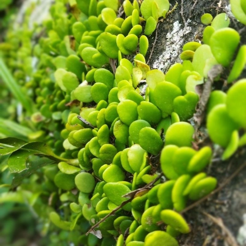 

Daun Sisik naga Tanaman Herbal fresh 1 kg