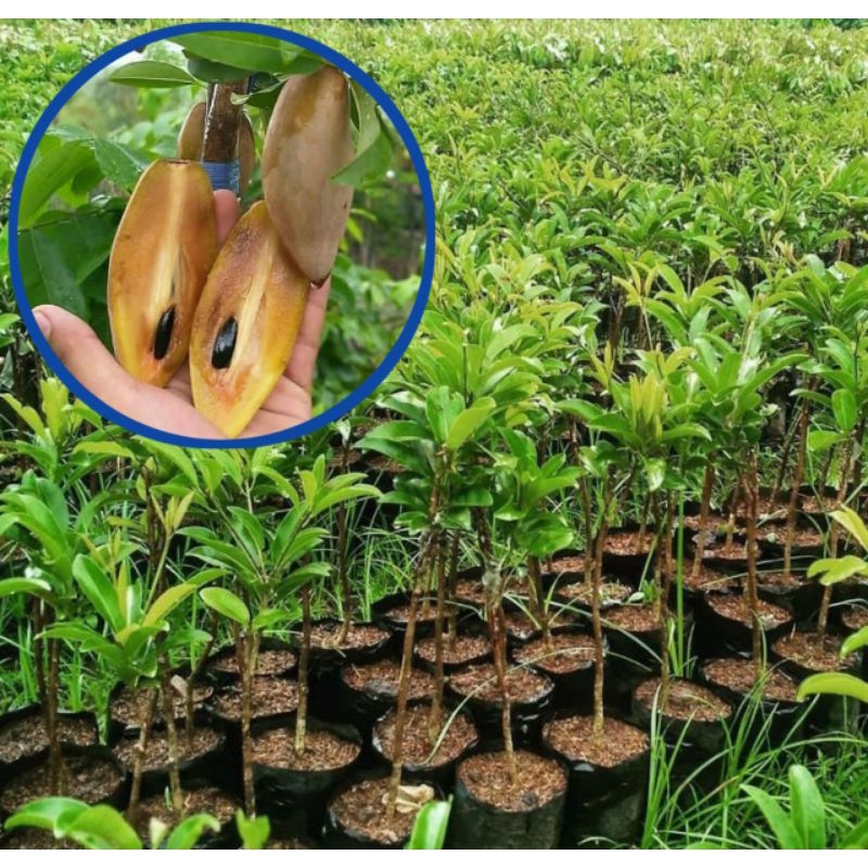 Bibit tanaman buah sawo mentimun hasil cangkok.