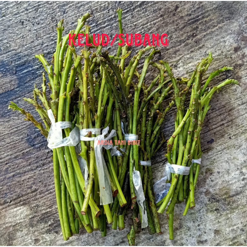 Entres alpukat jenis kelud/subang dari indukan sudah berbuah