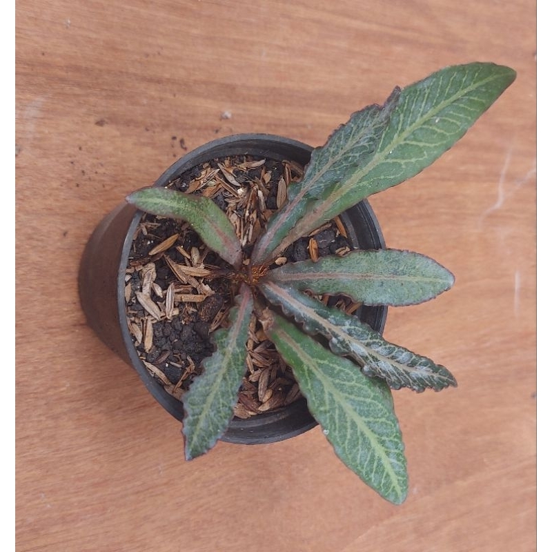 euphorbia francoisi hybrid