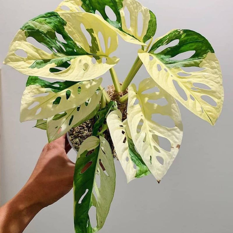 Tanaman hias janda bolong varigata jepang