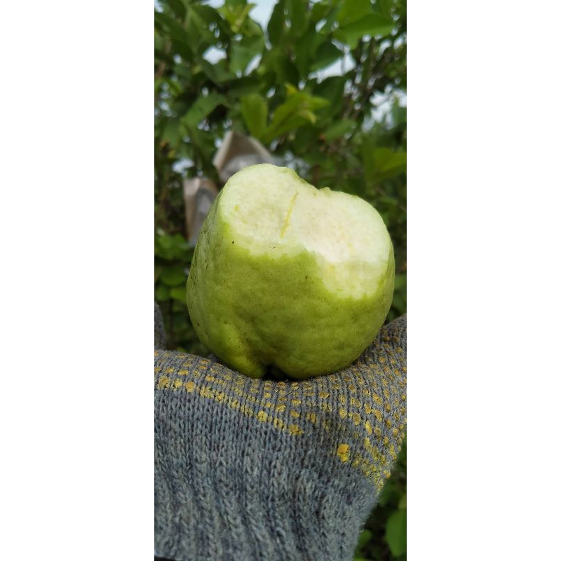 

JAMBU CRISTAL KEBUMEN