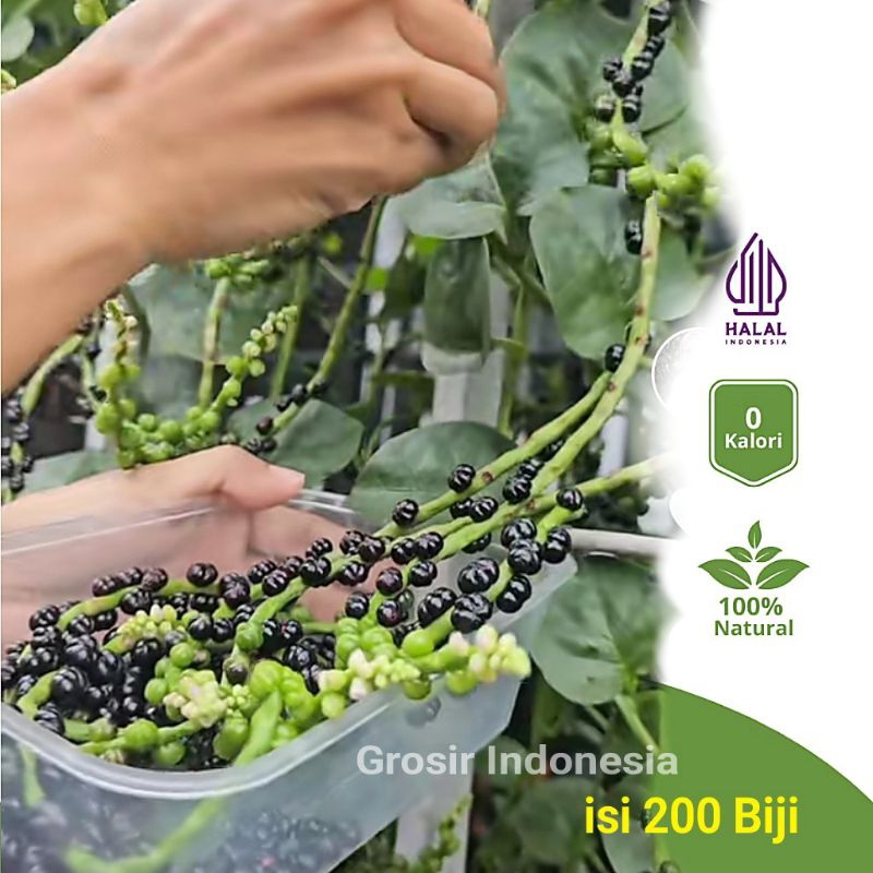 

200 Biji Buah Angkung Segar Obat Herbal Stroke Dan Hipertensi