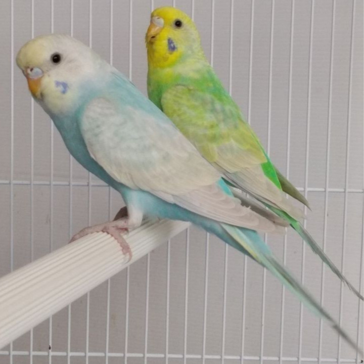 Burung Parkit Lokal Warna Mutasi Body Big Sepasang