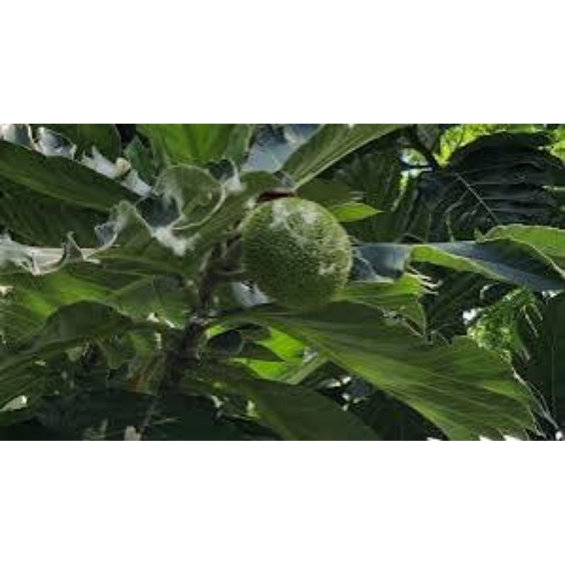 

8 lmbar daun timbu / kluwihl besar freshh dadakan