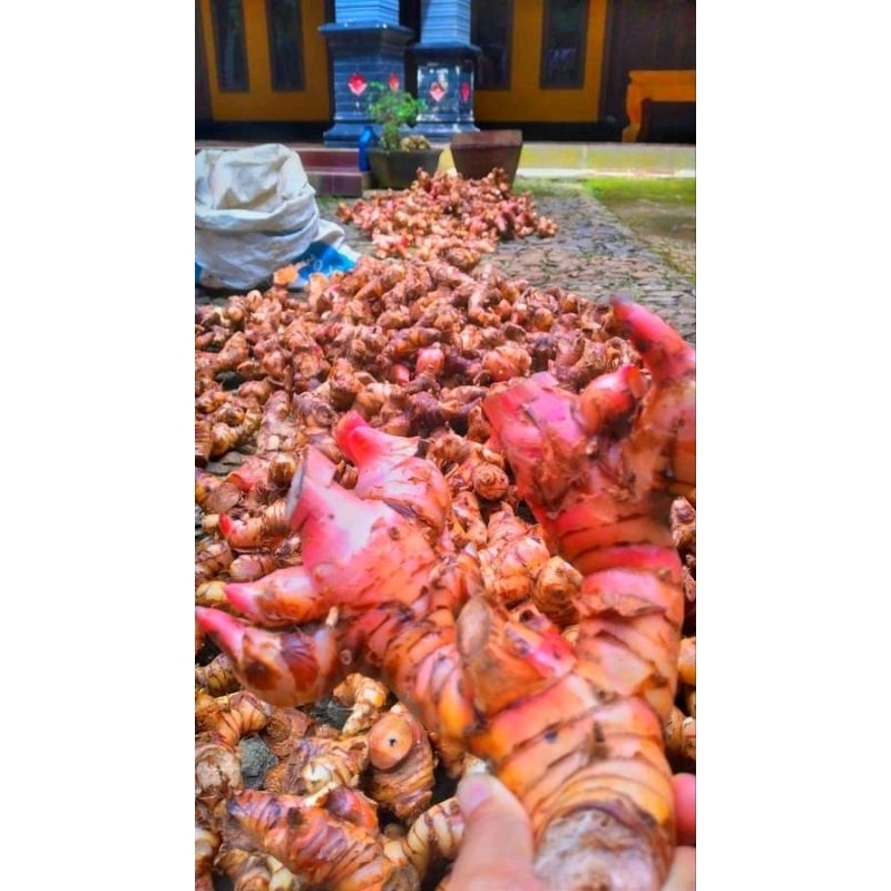 

lenkuas/Laos cuci bersih 1kg