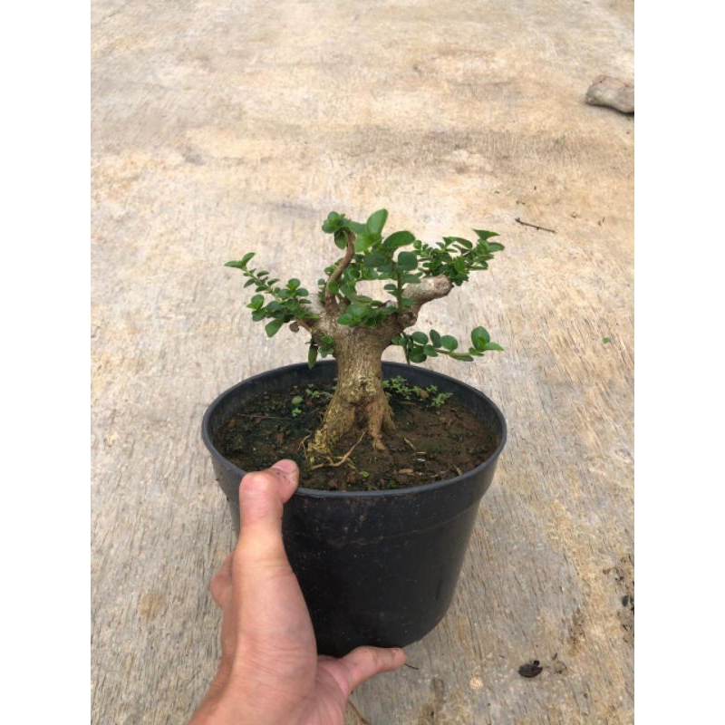 BAHAN BONSAI SANCANG // BONSAI SANCANG BERKARAKTER