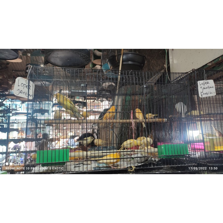 RB KENARI LOPER LOKAL SUPER BAHAN GARANSI JANTAN