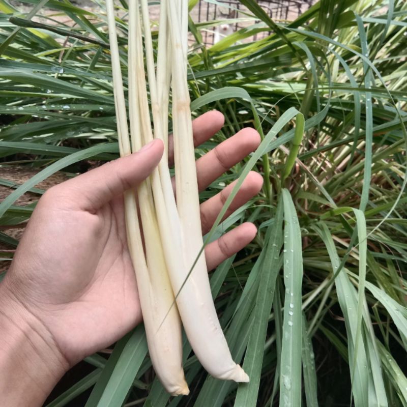 

( COD ) sereh segar sereh fresh baru di ambil