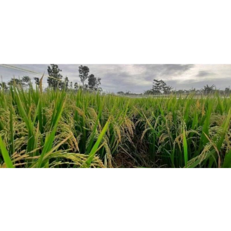 bibit padi SR P08 ultra genjah kemasan 5kg