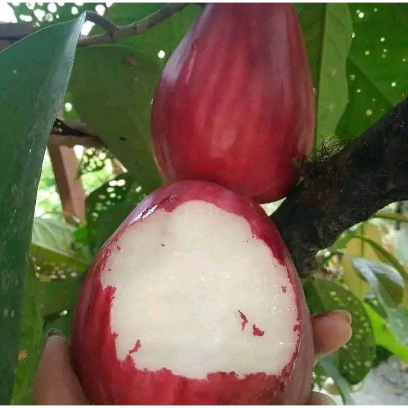 bibit tanaman jambu jamaika super unggul asli okulasi