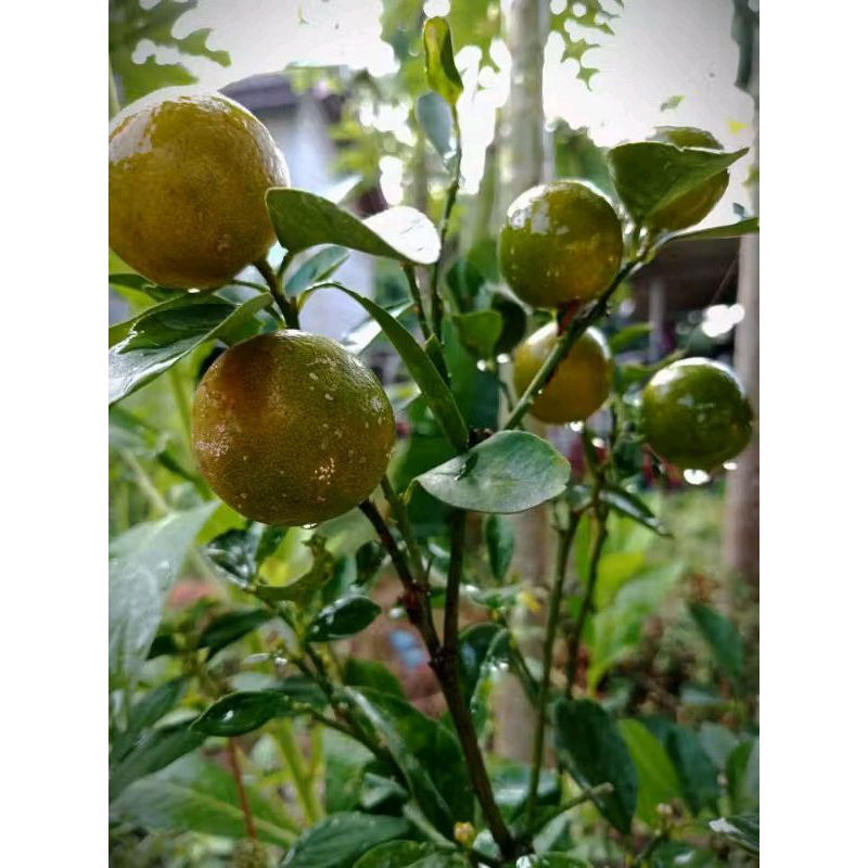 

Bibit tanaman jeruk monde/kips peras asli berbuah rimbun