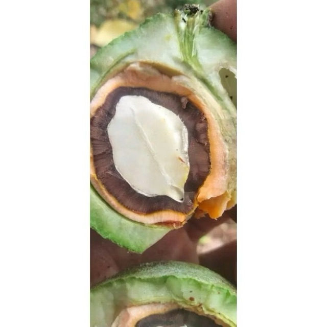 muncang cangklongan jalim