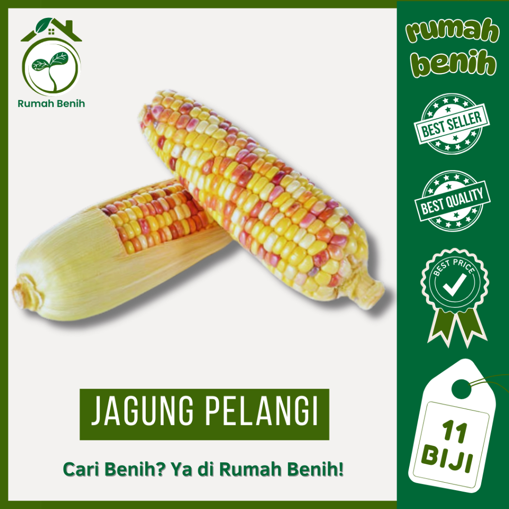 RUMAH BENIH - 11 Biji Jagung Pelangi Warna Warni Kualitas Unggul Termurah