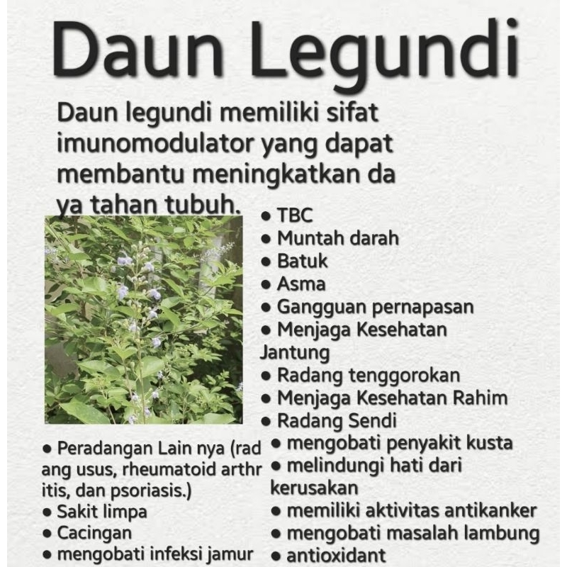 

Daun Legundi Fresh 100gr | Bunga Legundi Fresh 50gr | Biji Legundi Fresh 50gr (Man Jing Zi) 蔓荊子 | (Vitex trifolia L) Stok READY