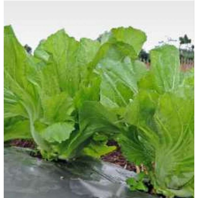 Benih Sawi Pahit MORAKOT cap Panah Merah kemasan Repack