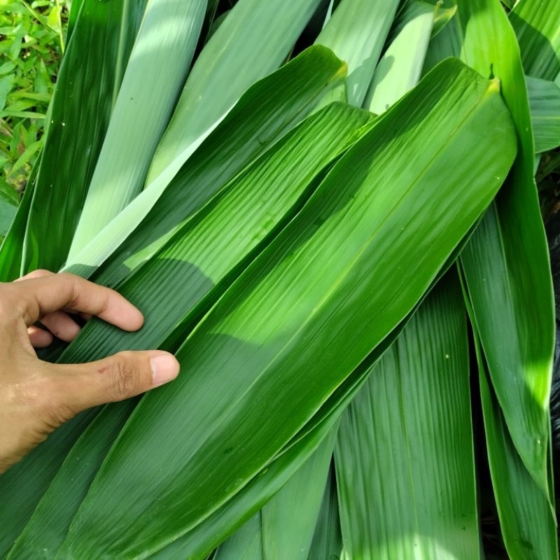 

TOKO ABDI Daun Bambu Daun Bakcang Daun Bambu Bungkus Bakcang Bungkus Makanan isi 25 pcs