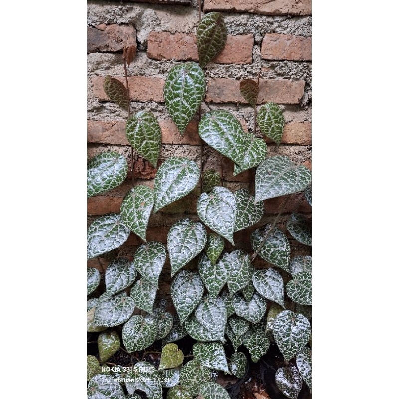 

daun sirih merah daun herbal daun sirih per 10 lembar daun
