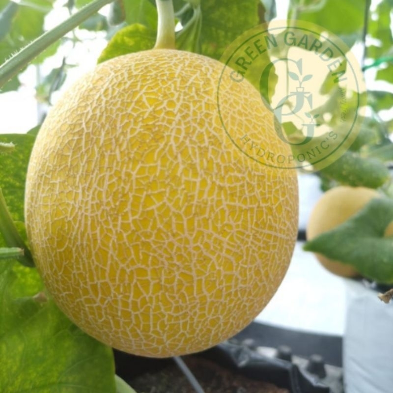 

Melon Hidroponik Golden Emerald | Tanya stock terlebih dahulu | Green Garden | Hammysnotes