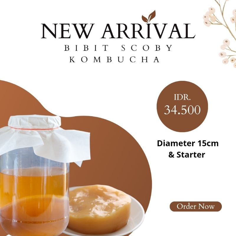 

Bibit Scoby Kombucha