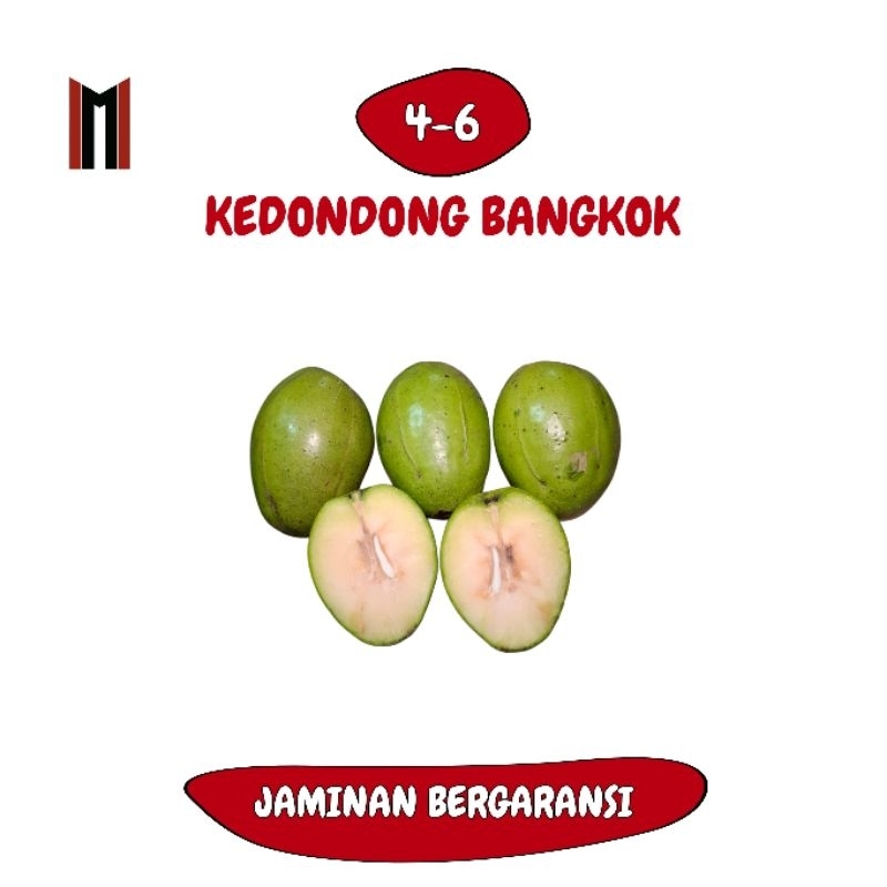 

(1KG ISI 4-6) KEDONDONG BANGKOK ASLI PATIAYAM