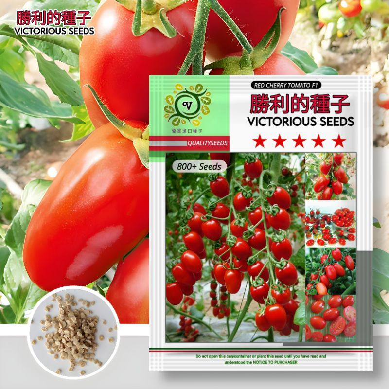 1 Pack (800 Butir) Benih Tomat Ceri Merah F1 Kemasan Import / Benih Tomat ceri