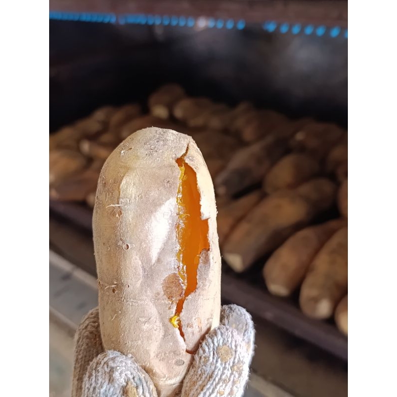

UBI MADU CILEMBU SUPER (mentah)
